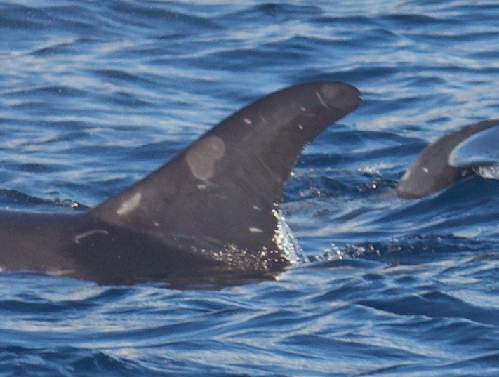 LeftDorsal