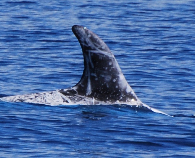 RightDorsal