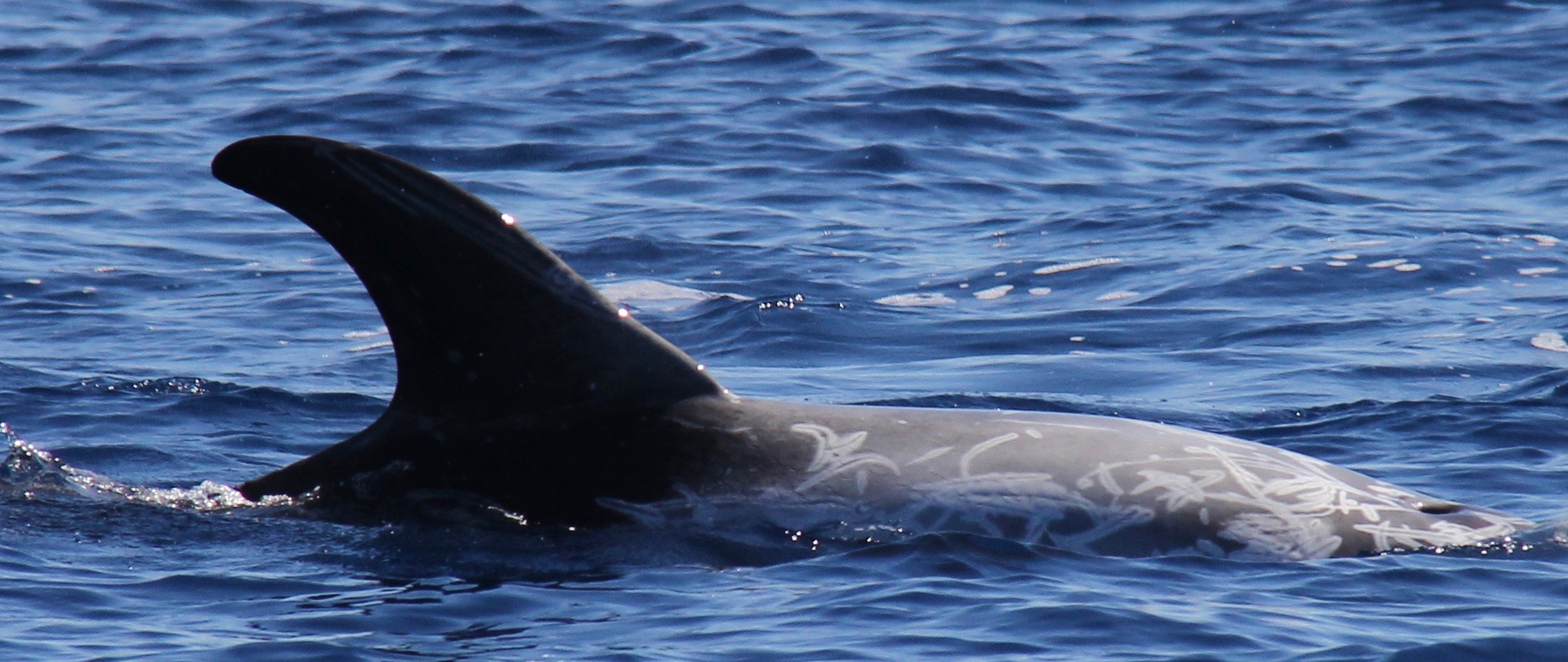 RightDorsal