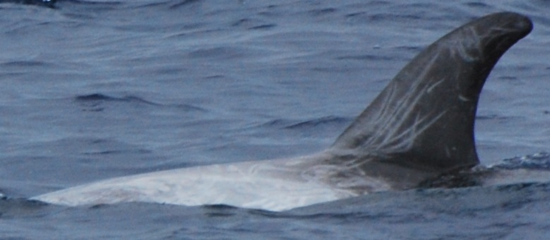 LeftDorsal