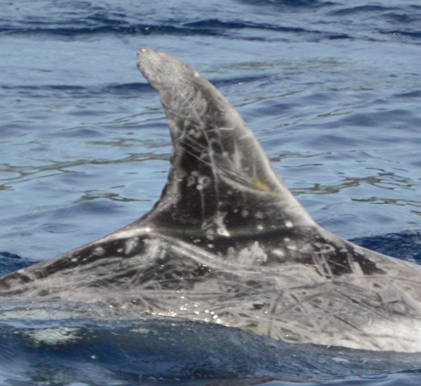 RightDorsal