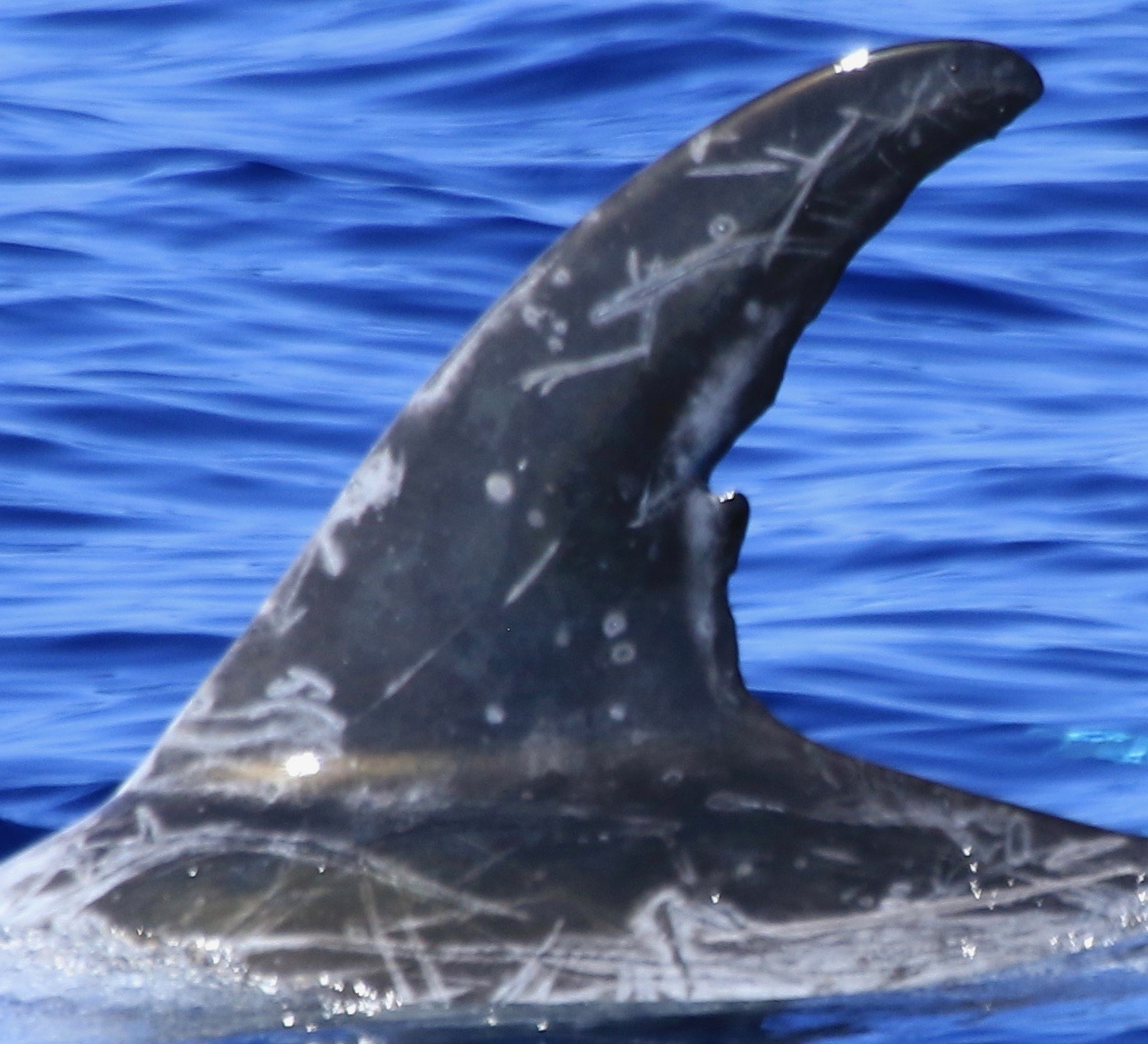 LeftDorsal
