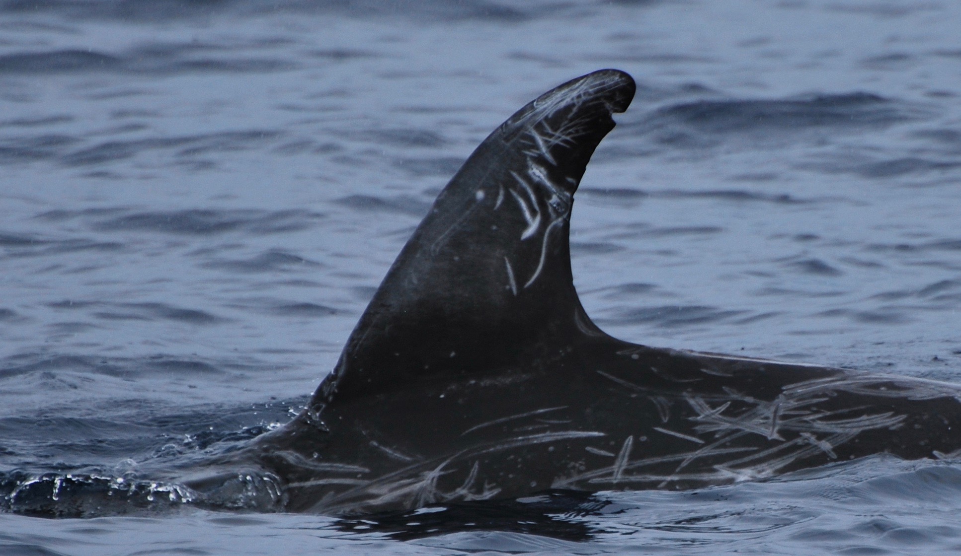 LeftDorsal
