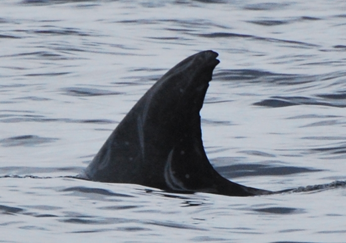 LeftDorsal