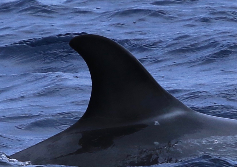 RightDorsal