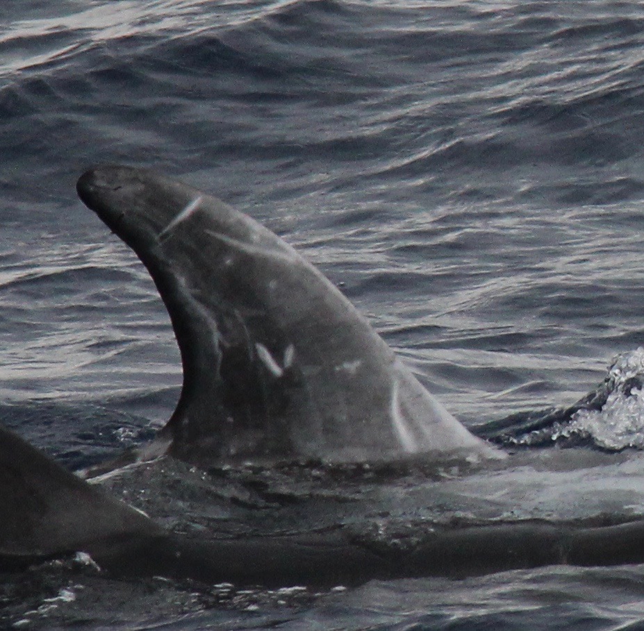 RightDorsal
