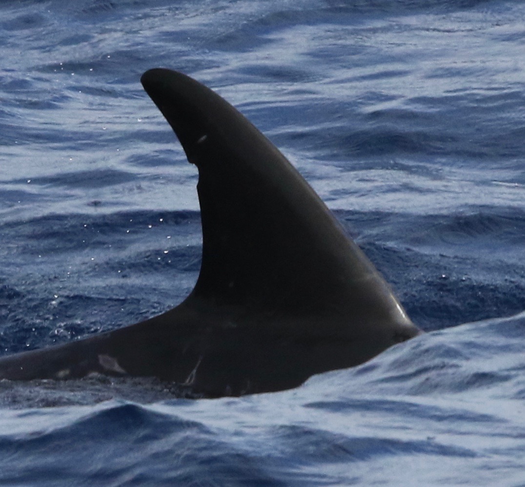 RightDorsal
