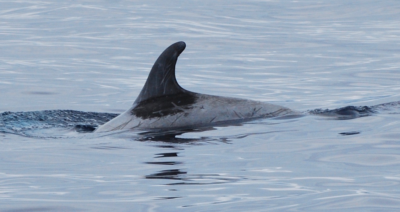 LeftDorsal