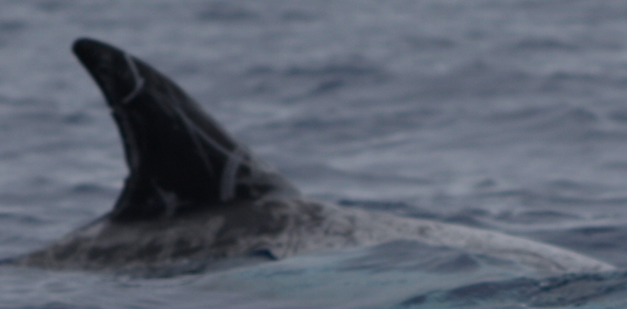 RightDorsal