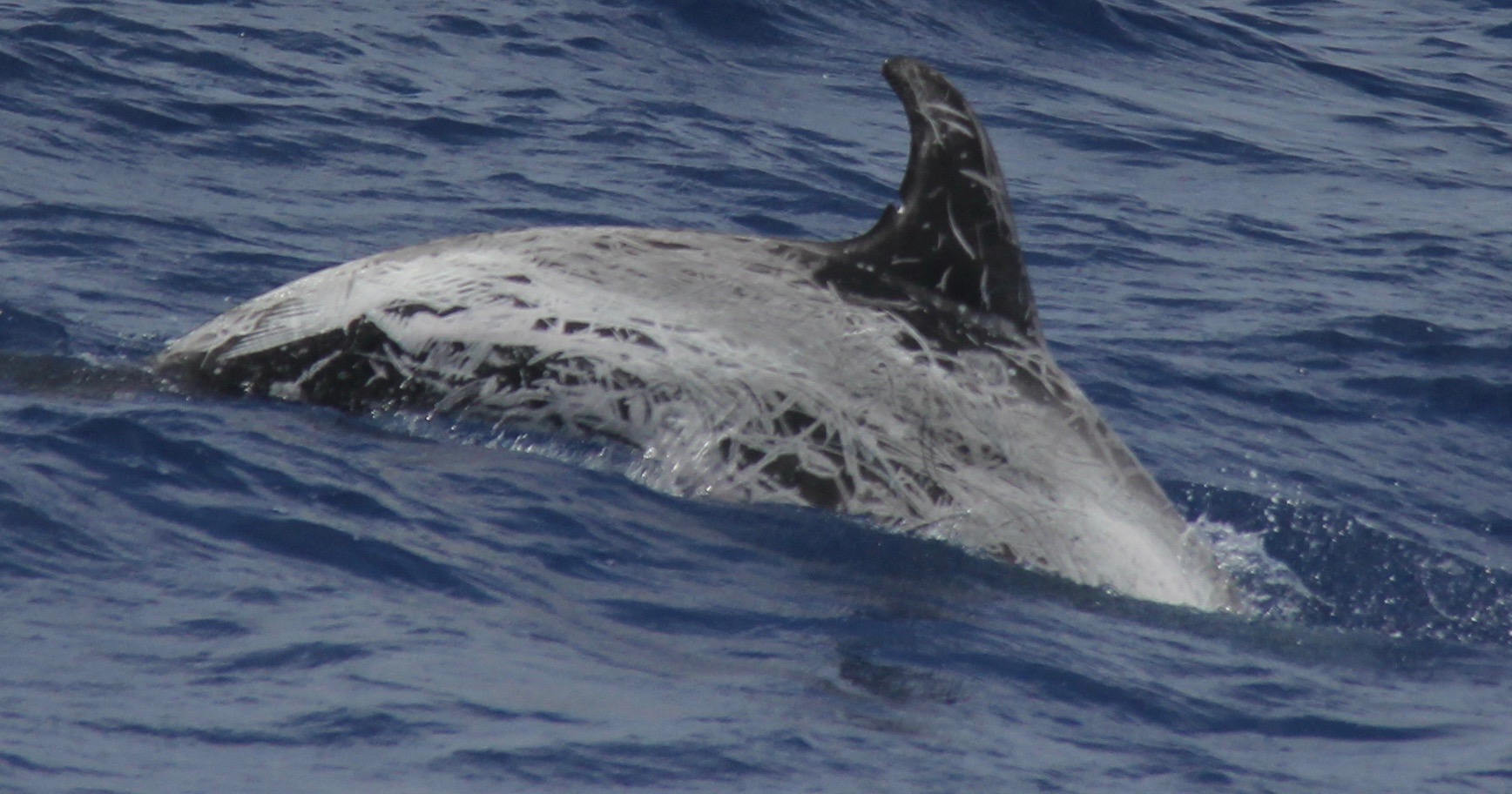 RightDorsal