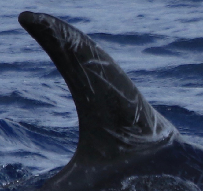 RightDorsal