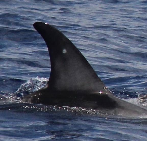 RightDorsal