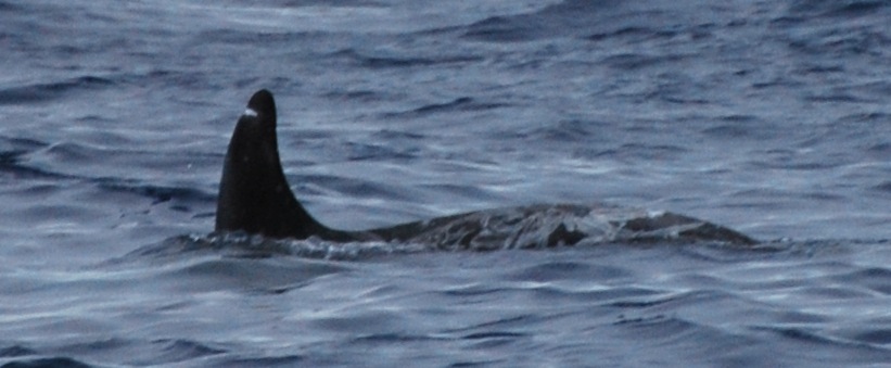 LeftDorsal