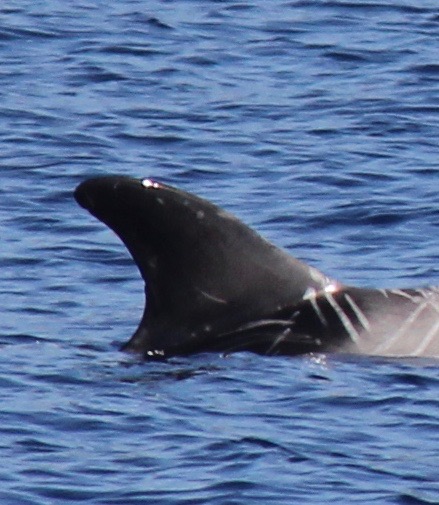 RightDorsal