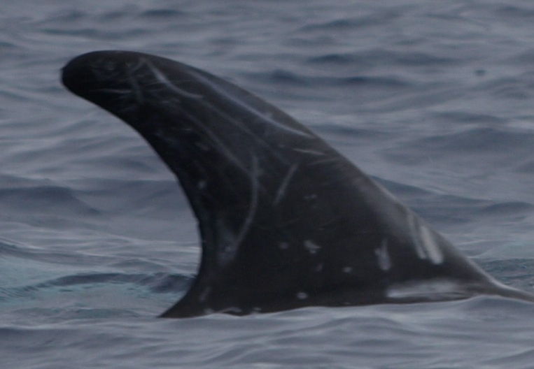 RightDorsal