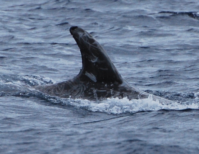 RightDorsal