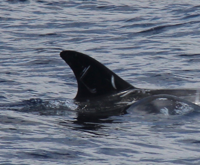 RightDorsal