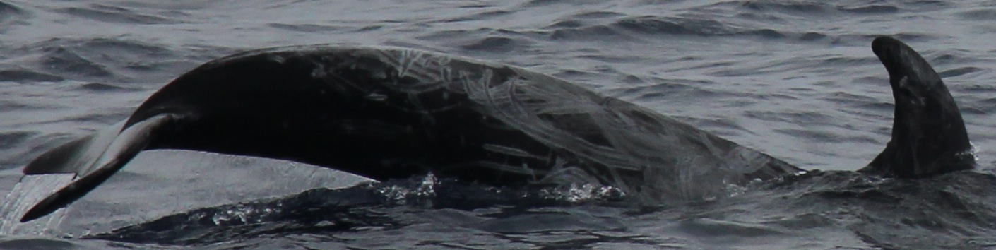 RightDorsal