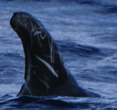 RightDorsal