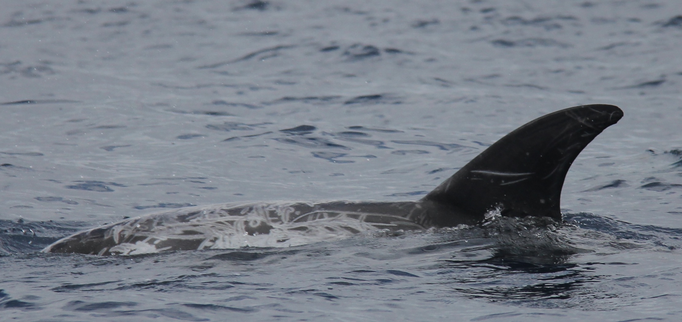 LeftDorsal