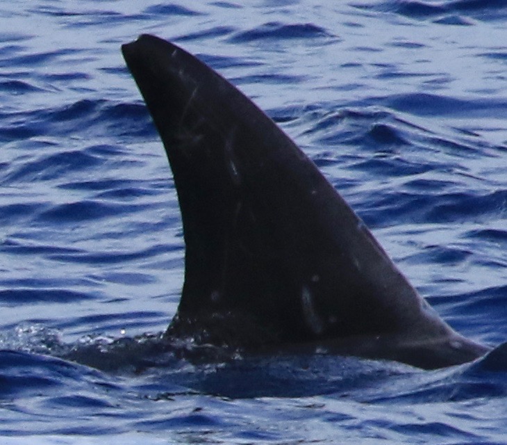 RightDorsal
