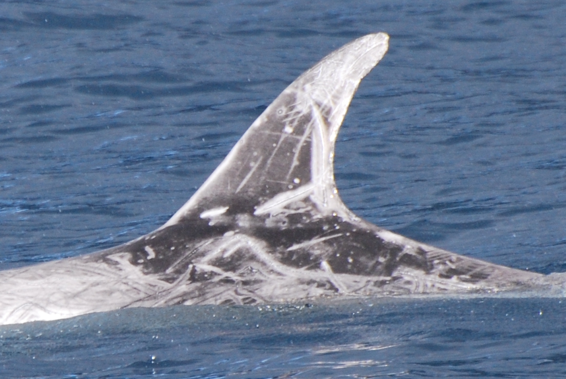 LeftDorsal