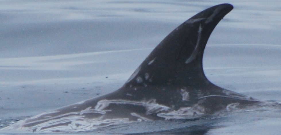 LeftDorsal