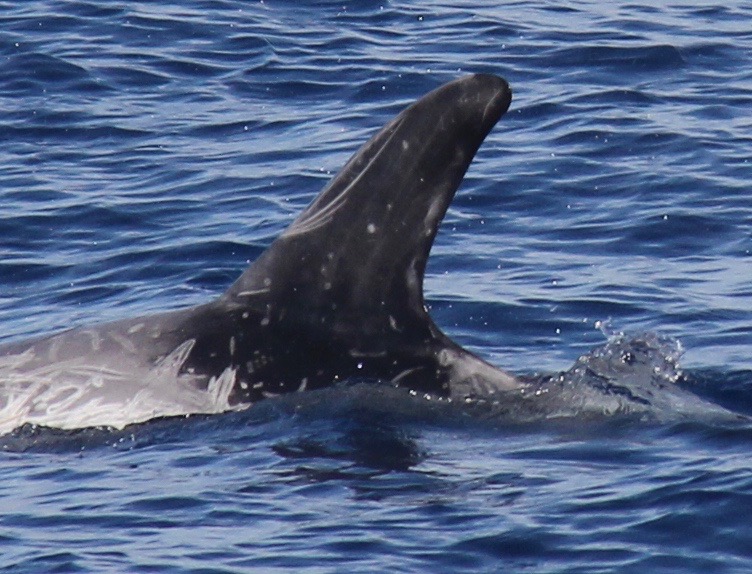 LeftDorsal