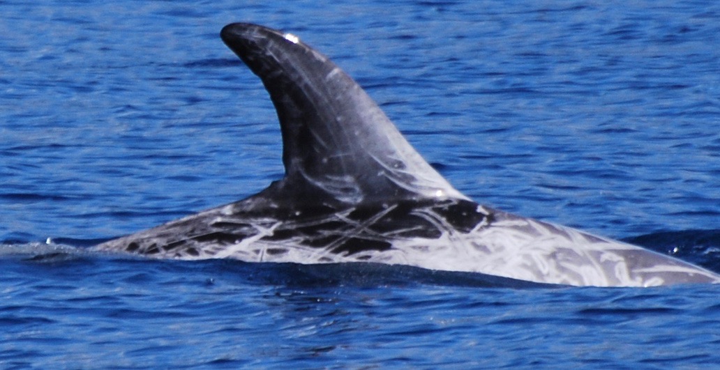 RightDorsal