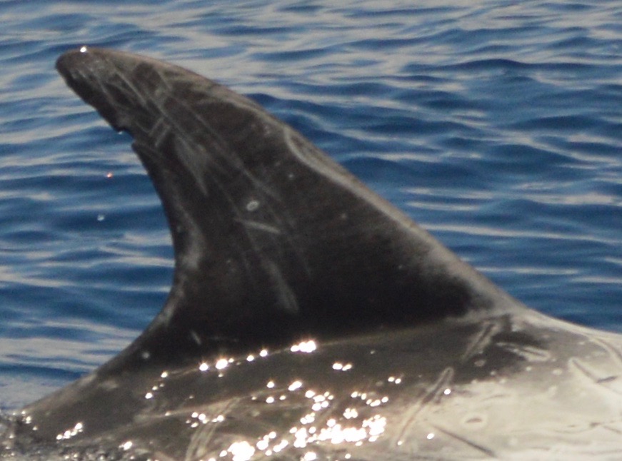 RightDorsal