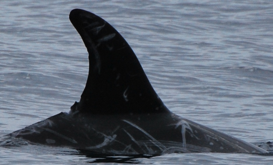 RightDorsal